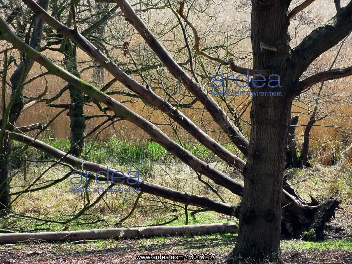: Beech, Fagus sylvatica : Beech, Fagus sylvatica