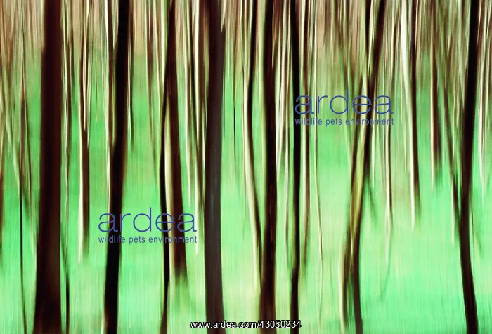 : Beech, Fagus sylvatica : Beech, Fagus sylvatica