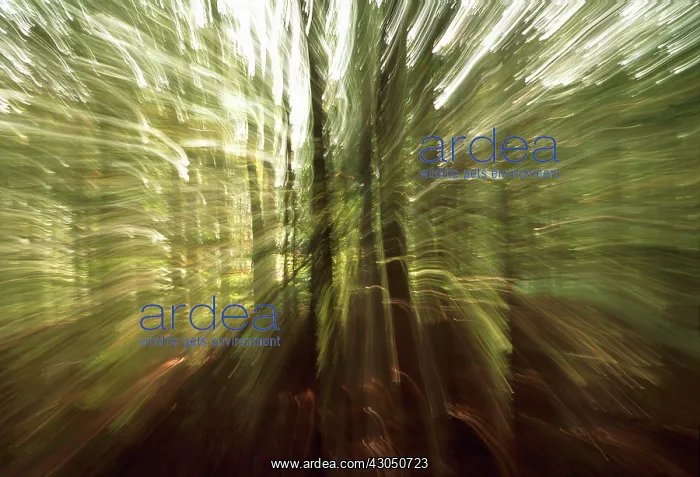  : Beech, Fagus sylvatica