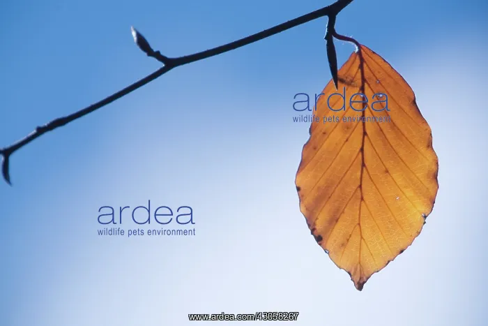 : Beech, Fagus sylvatica : Beech, Fagus sylvatica