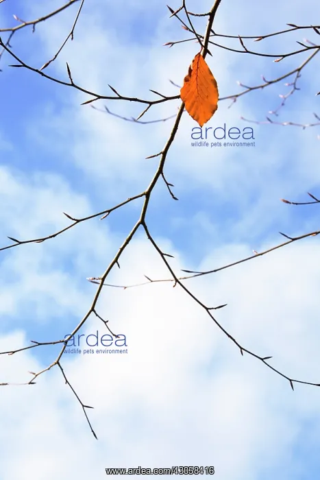 : Beech, Fagus sylvatica : Beech, Fagus sylvatica