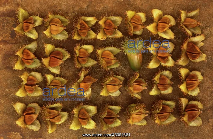  : Beech, Fagus sylvatica