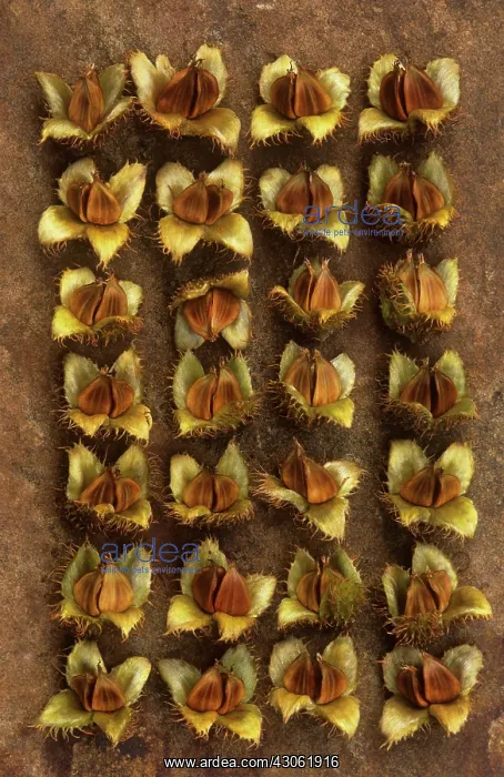 : Beech, Fagus sylvatica : Beech, Fagus sylvatica