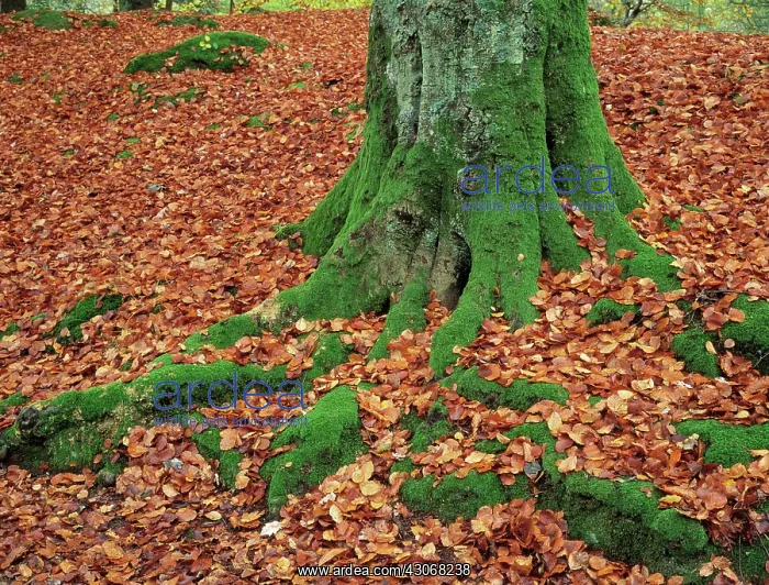  : Beech, Fagus sylvatica