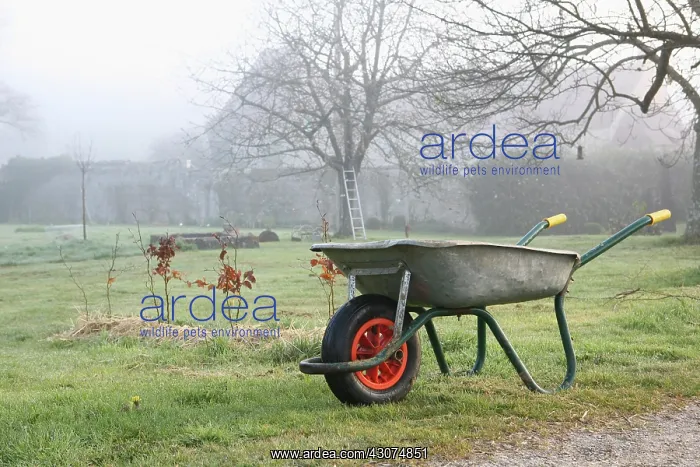 : Beech, Fagus sylvatica : Beech, Fagus sylvatica