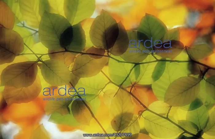 : Beech, Fagus sylvatica : Beech, Fagus sylvatica