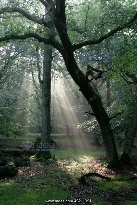 : Beech, Fagus sylvatica : Beech, Fagus sylvatica