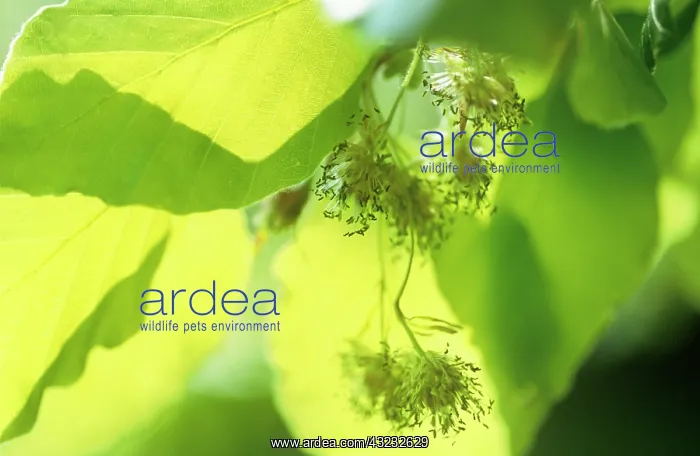 : Beech, Fagus sylvatica : Beech, Fagus sylvatica