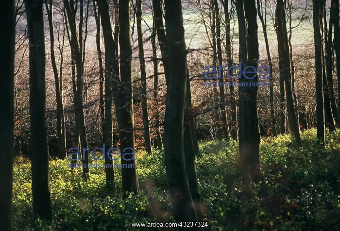 : Beech, Fagus sylvatica : Beech, Fagus sylvatica