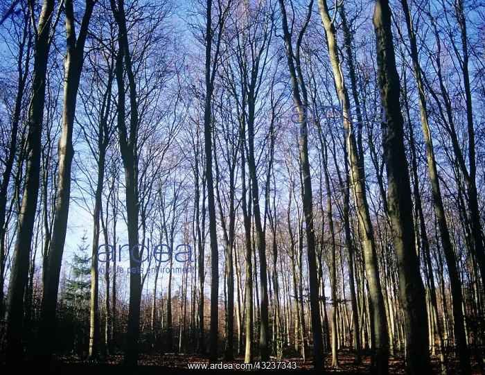 : Beech, Fagus sylvatica : Beech, Fagus sylvatica
