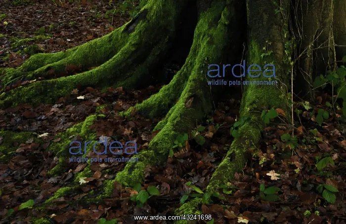 : Beech, Fagus sylvatica : Beech, Fagus sylvatica