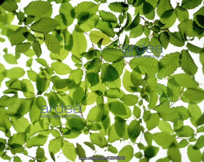 : Beech, Fagus sylvatica : Beech, Fagus sylvatica