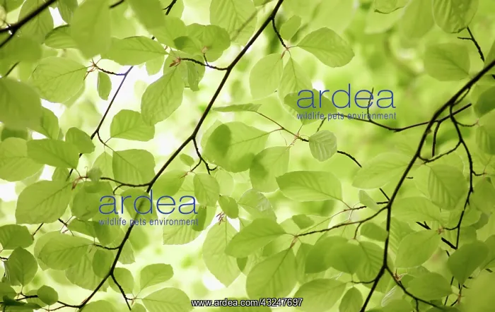 : Beech, Fagus sylvatica : Beech, Fagus sylvatica