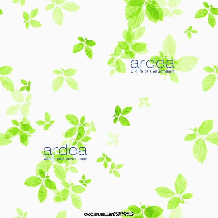 : Beech, Fagus sylvatica, abstract pattern of leaves, colour m : Beech, Fagus sylvatica, abstract pattern of leaves, colour m