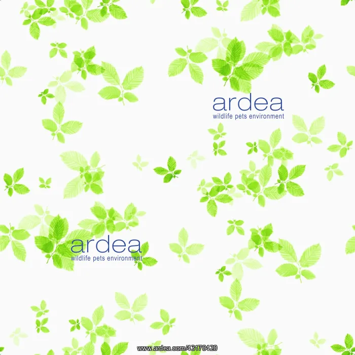 : Beech, Fagus sylvatica, abstract pattern of leaves, colour m : Beech, Fagus sylvatica, abstract pattern of leaves, colour m
