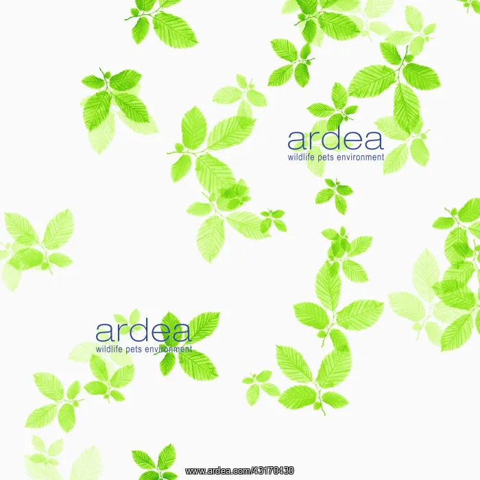 : Beech, Fagus sylvatica, abstract pattern of leaves, colour m : Beech, Fagus sylvatica, abstract pattern of leaves, colour m