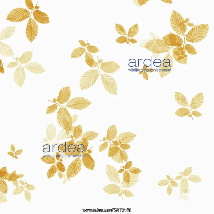 : Beech, Fagus sylvatica, abstract pattern of leaves, colour m : Beech, Fagus sylvatica, abstract pattern of leaves, colour m