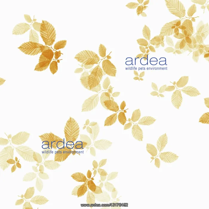 : Beech, Fagus sylvatica, abstract pattern of leaves, colour m : Beech, Fagus sylvatica, abstract pattern of leaves, colour m