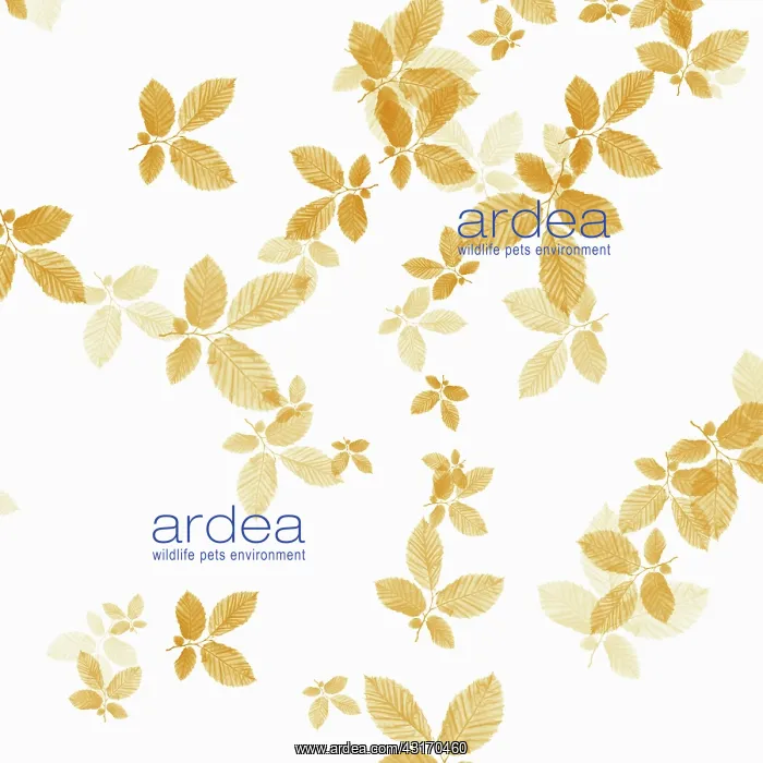 : Beech, Fagus sylvatica, abstract pattern of leaves, colour m : Beech, Fagus sylvatica, abstract pattern of leaves, colour m