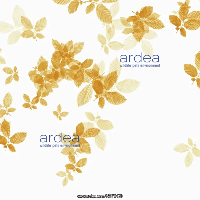: Beech, Fagus sylvatica, abstract pattern of leaves, colour m : Beech, Fagus sylvatica, abstract pattern of leaves, colour m