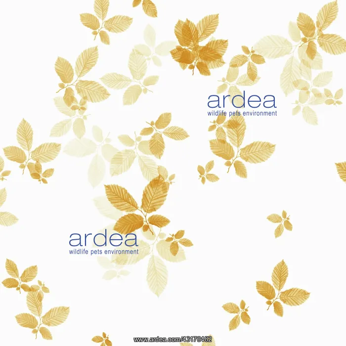 : Beech, Fagus sylvatica, abstract pattern of leaves, colour m : Beech, Fagus sylvatica, abstract pattern of leaves, colour m