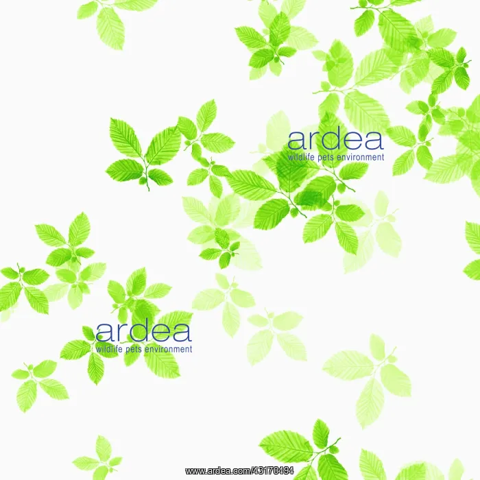 : Beech, Fagus sylvatica, abstract pattern of leaves, colour m : Beech, Fagus sylvatica, abstract pattern of leaves, colour m