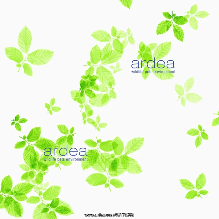 : Beech, Fagus sylvatica, abstract pattern of leaves, colour m : Beech, Fagus sylvatica, abstract pattern of leaves, colour m