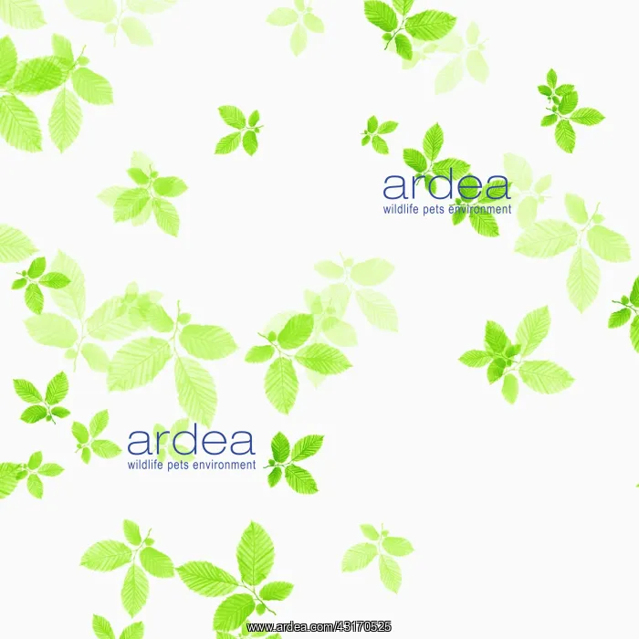 : Beech, Fagus sylvatica, abstract pattern of leaves, colour m : Beech, Fagus sylvatica, abstract pattern of leaves, colour m