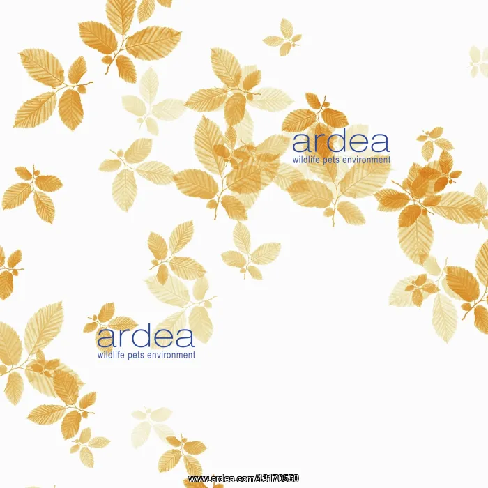 : Beech, Fagus sylvatica, abstract pattern of leaves, colour m : Beech, Fagus sylvatica, abstract pattern of leaves, colour m