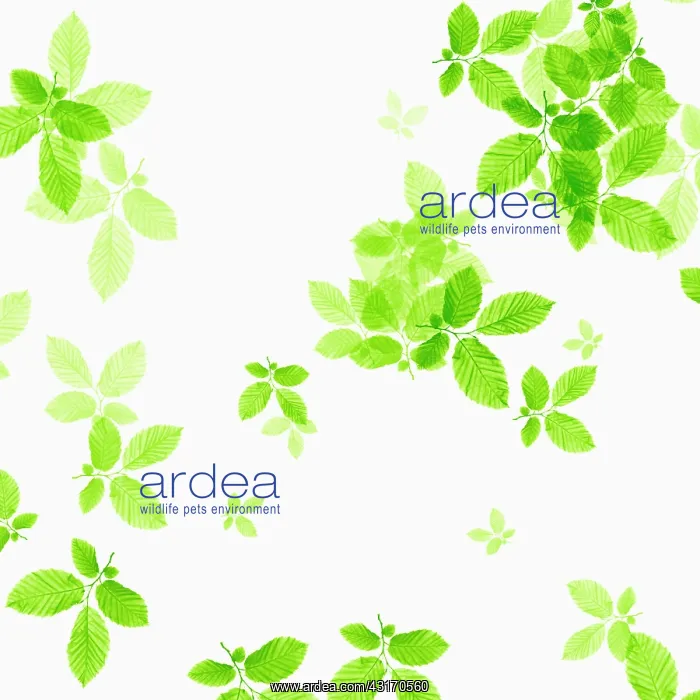 : Beech, Fagus sylvatica, abstract pattern of leaves, colour m : Beech, Fagus sylvatica, abstract pattern of leaves, colour m