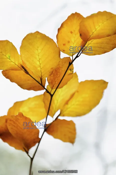 : Beech, Fagus sylvatica, Brown coloured leaves in Autumn.- : Beech, Fagus sylvatica, Brown coloured leaves in Autumn.-