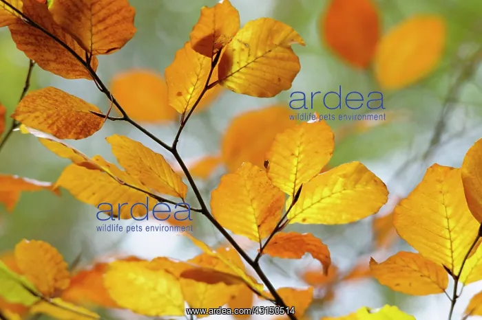 : Beech, Fagus sylvatica, Brown coloured leaves in Autumn.- : Beech, Fagus sylvatica, Brown coloured leaves in Autumn.-
