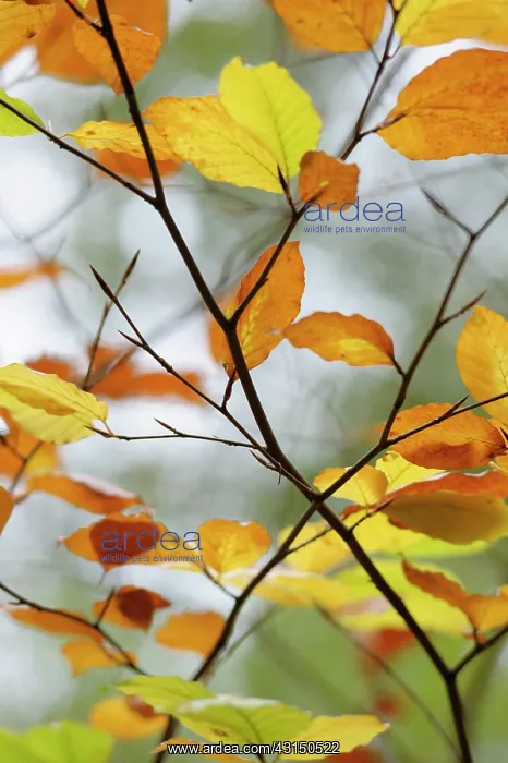 : Beech, Fagus sylvatica, Brown coloured leaves in Autumn.- : Beech, Fagus sylvatica, Brown coloured leaves in Autumn.-