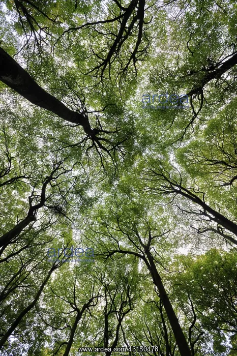 : Beech, Fagus sylvatica, View looking up toward canopy showin : Beech, Fagus sylvatica, View looking up toward canopy showin