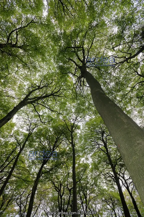 : Beech, Fagus sylvatica, View looking up toward canopy showin : Beech, Fagus sylvatica, View looking up toward canopy showin