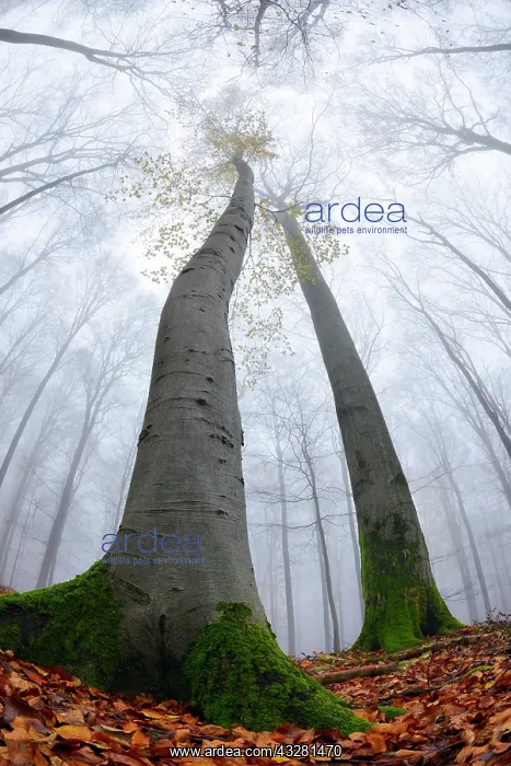 : Beech (fagus) with a few yellow leaves in autumn : Beech (fagus) with a few yellow leaves in autumn