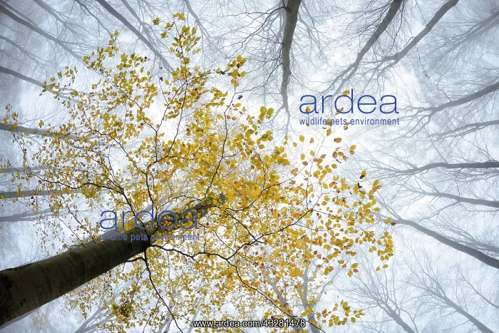 : Beech (fagus) with yellow leaves in autumn, bare : Beech (fagus) with yellow leaves in autumn, bare