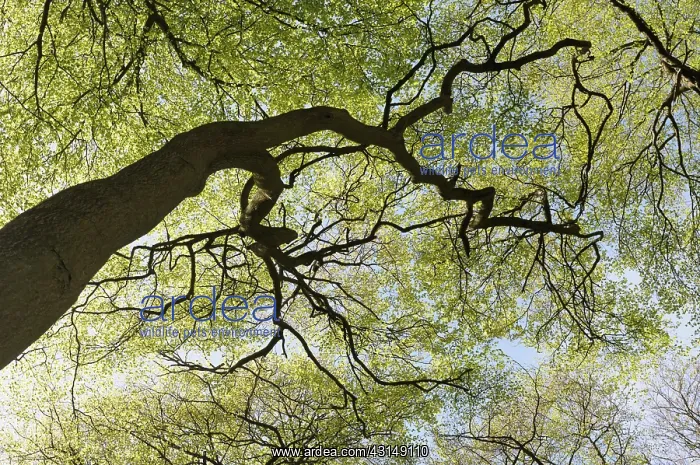 : Beech, Fasgus sylvatica, Looking through the canopy of branc : Beech, Fasgus sylvatica, Looking through the canopy of branc