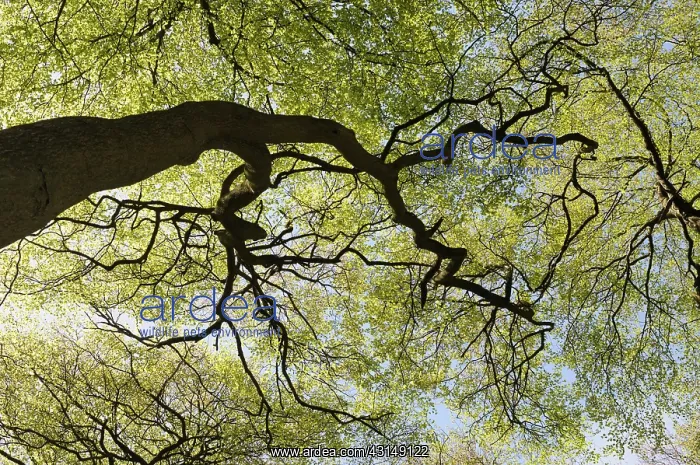 : Beech, Fasgus sylvatica, Looking through the canopy of branc : Beech, Fasgus sylvatica, Looking through the canopy of branc