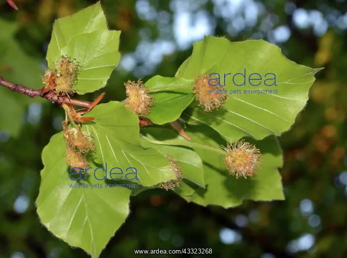  : Beech Fflowers