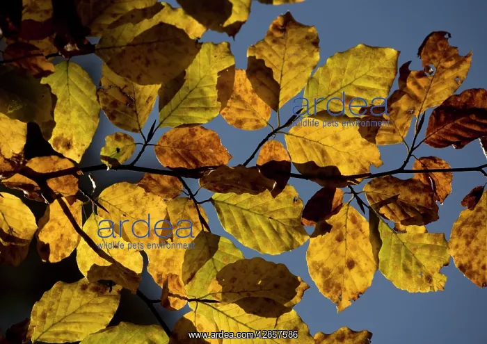 : Beech foliage in autumn : Beech foliage in autumn