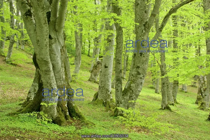: Beech forest - ancient specimen in Bosco di Sant Antonio : Beech forest - ancient specimen in Bosco di Sant Antonio