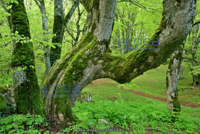 : Beech forest - ancient specimen in Bosco di Sant Antonio : Beech forest - ancient specimen in Bosco di Sant Antonio