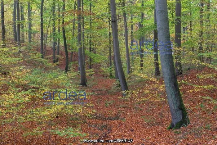 : Beech forest autumn 11 : Beech forest autumn 11