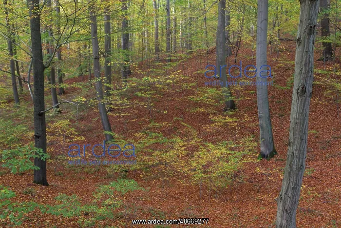 : Beech forest autumn 14 : Beech forest autumn 14