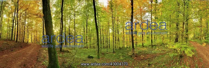 : Beech forest autumn : Beech forest autumn