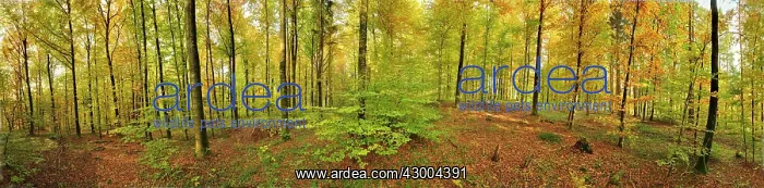  : Beech Forest autumn