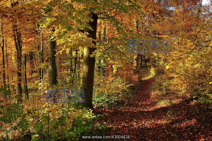 : Beech Forest autumn : Beech Forest autumn