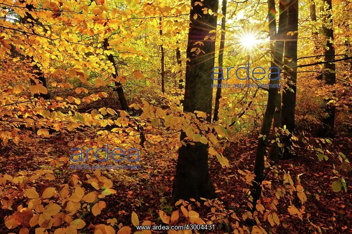 : Beech Forest autumn : Beech Forest autumn