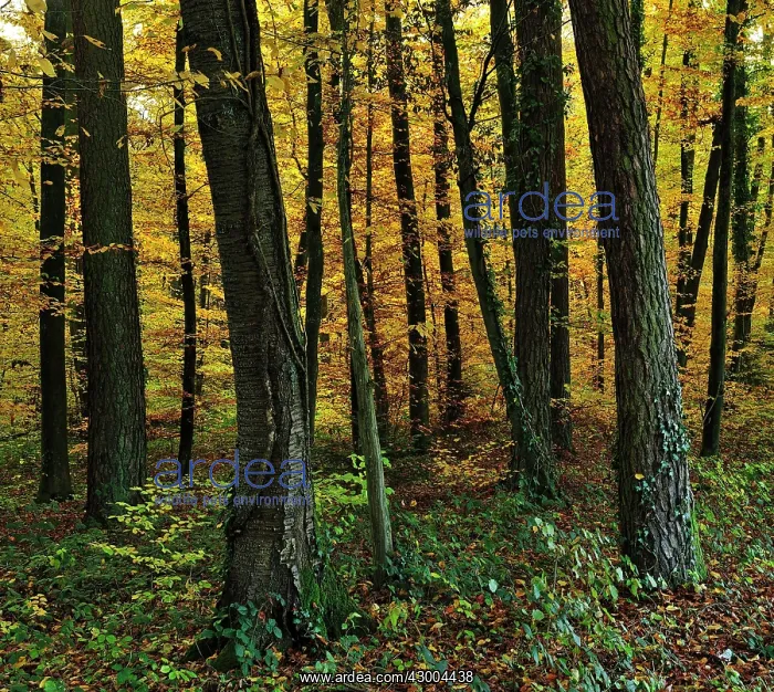 : Beech Forest autumn : Beech Forest autumn